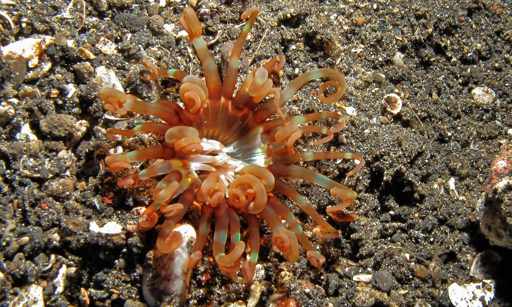 Sea Anemone (Pachycerianthus mana) by berniedup, on Flickr