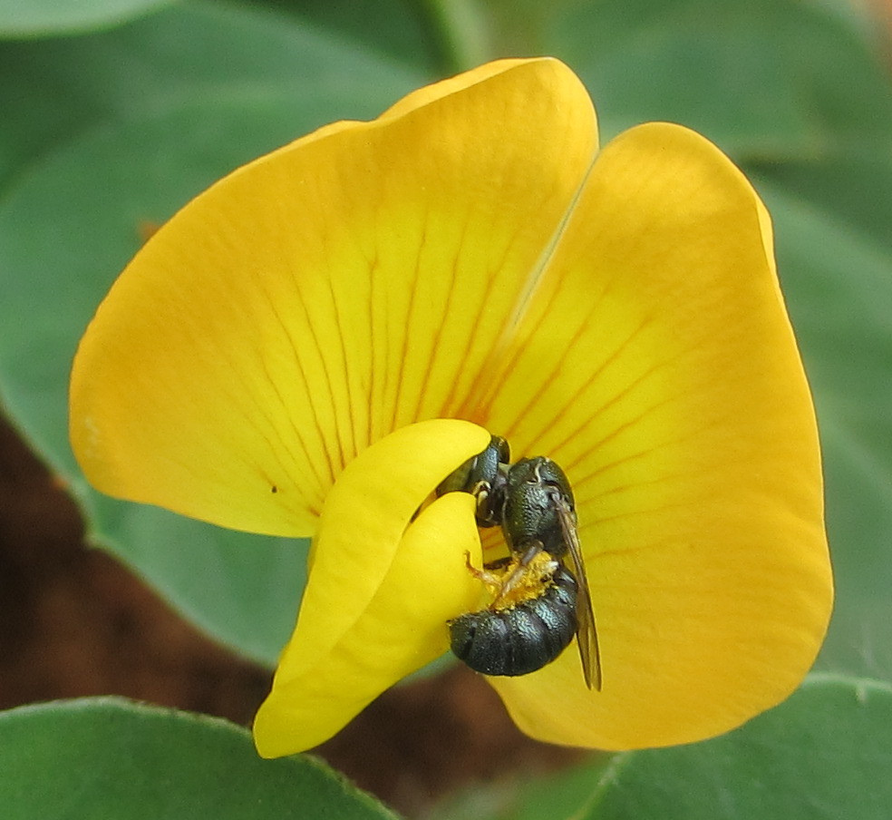 small carpenter bee pollinating groundnu by tonrulkens, on Flickr