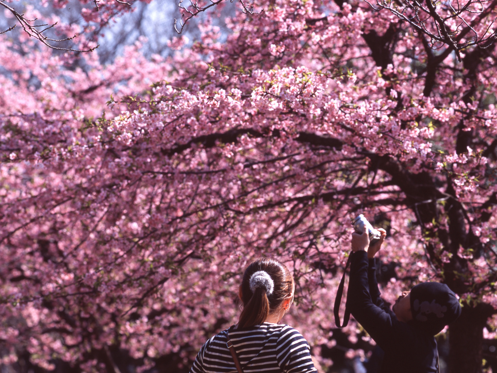 Sakura Blossom by mrhayata, on Flickr