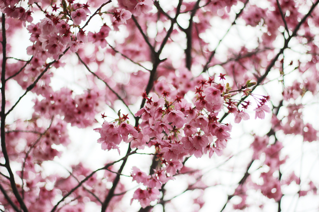 Sakura Cherry Blossoms in Oita, Japan by zaimoku_woodpile, on Flickr