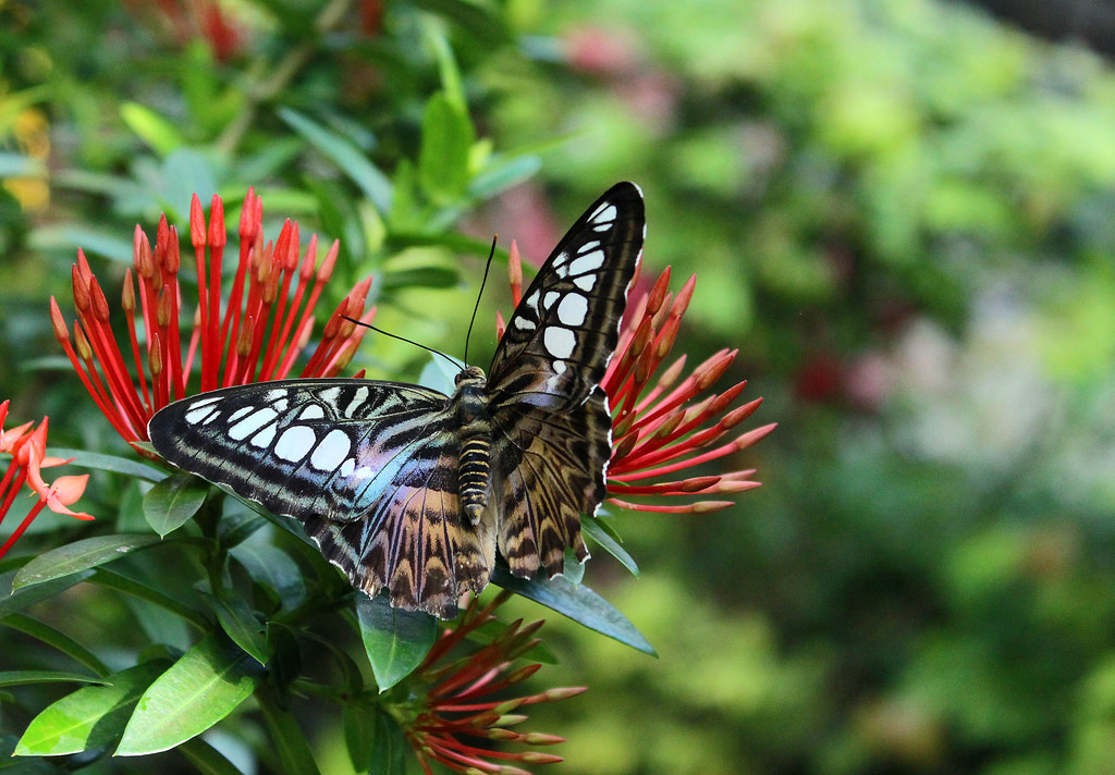 key west butterfly museum by scott1346, on Flickr