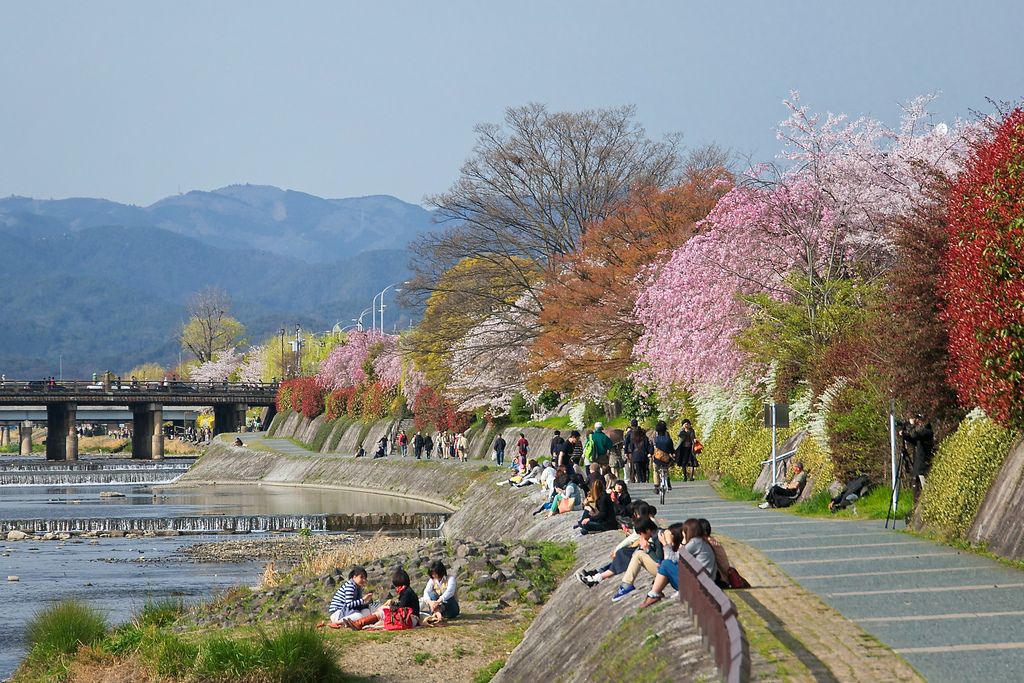 Kamogawa River cherry blossom by lensonjapan, on Flickr