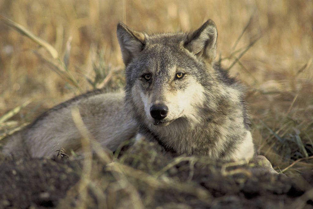 Gray wolf by USFWS Headquarters, on Flickr