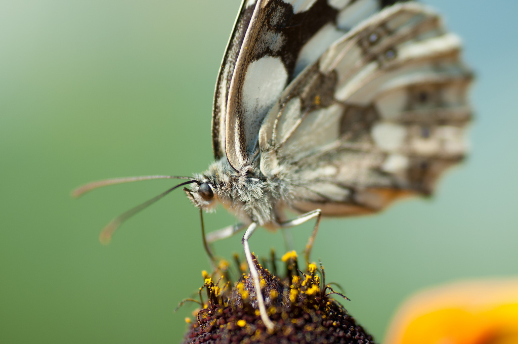 Butterfly by Kamil Porembiński, on Flickr