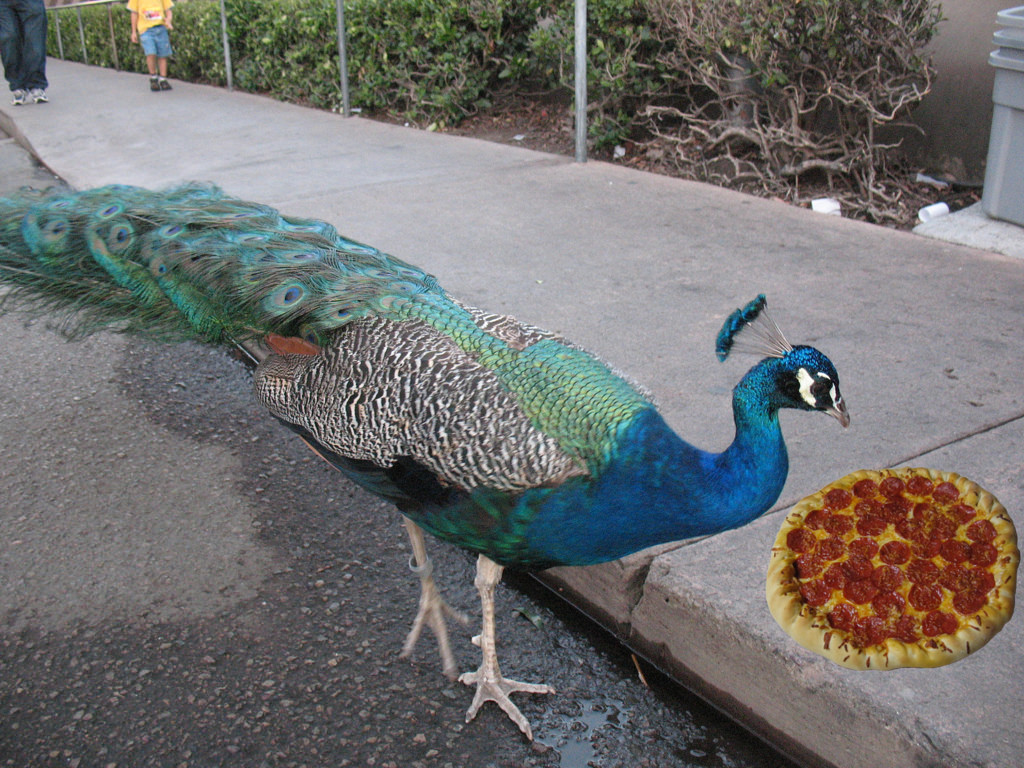 Peacock eating Pizza by alexchaucer, on Flickr