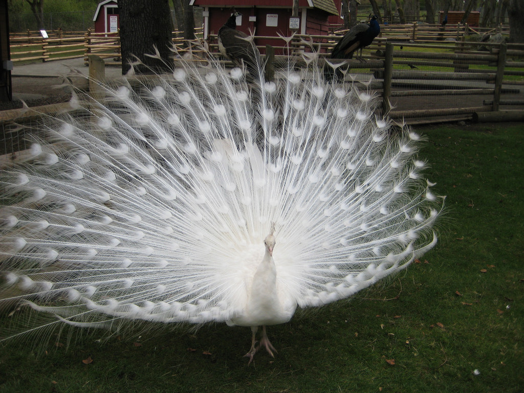 (Not Actually) Albino Peacock by WireLizard, on Flickr