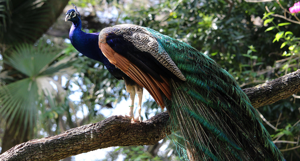 Peacock in a Tree by Thanks for over 2 million views!!, on Flickr
