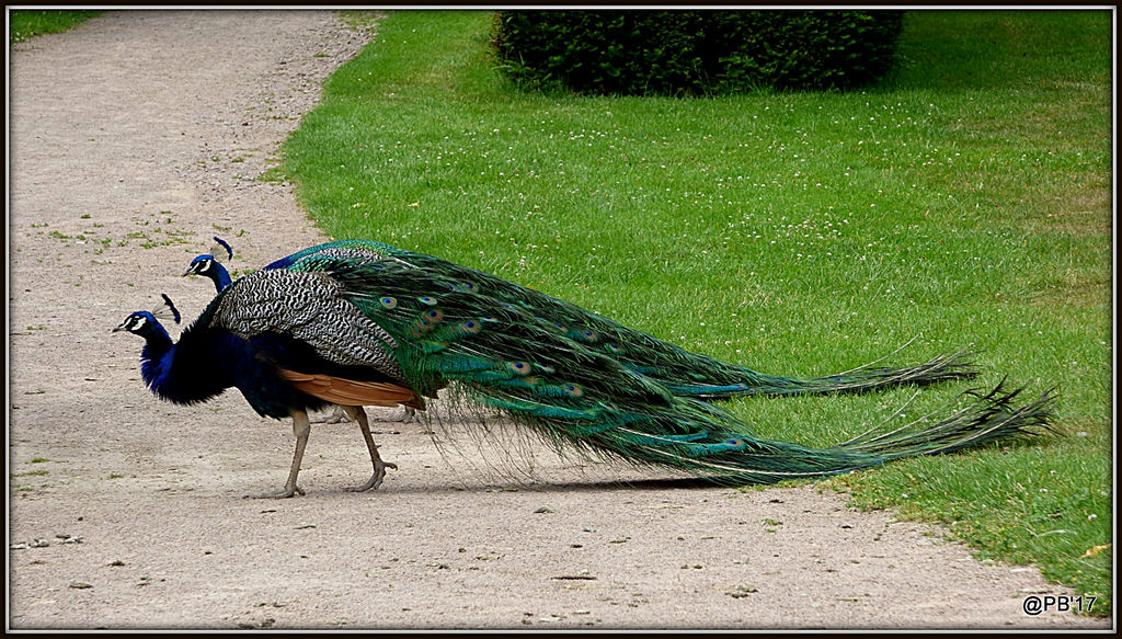 Peacocks by postman.pete, on Flickr