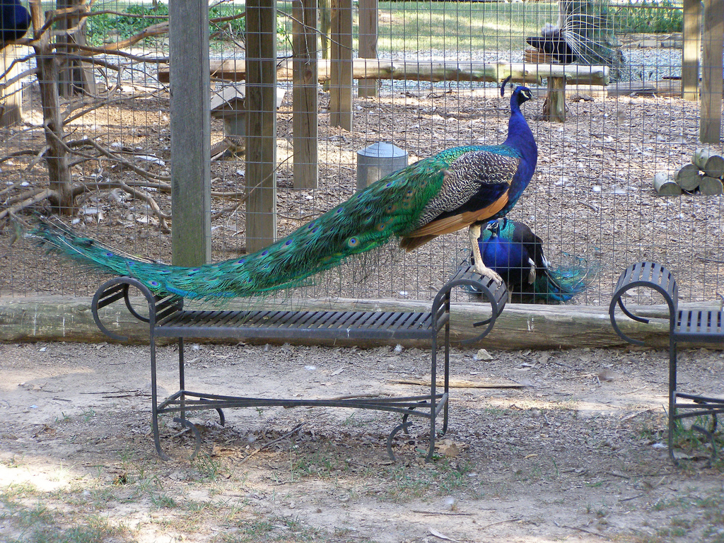 Peacocks by CoreBurn, on Flickr