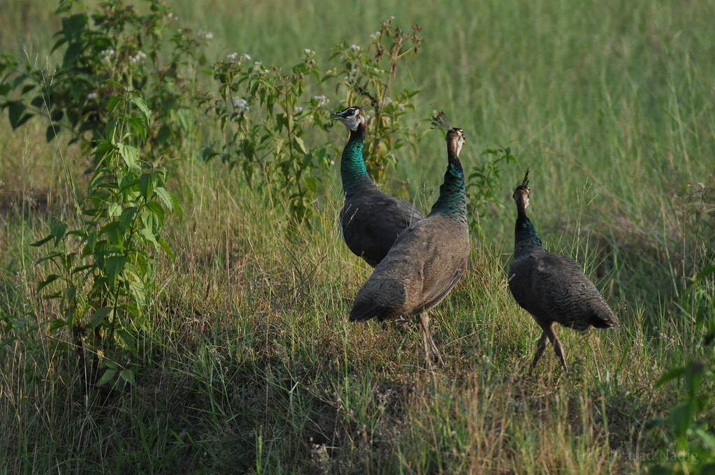 Chasing the peacocks by Hari Prasad Nadig, on Flickr