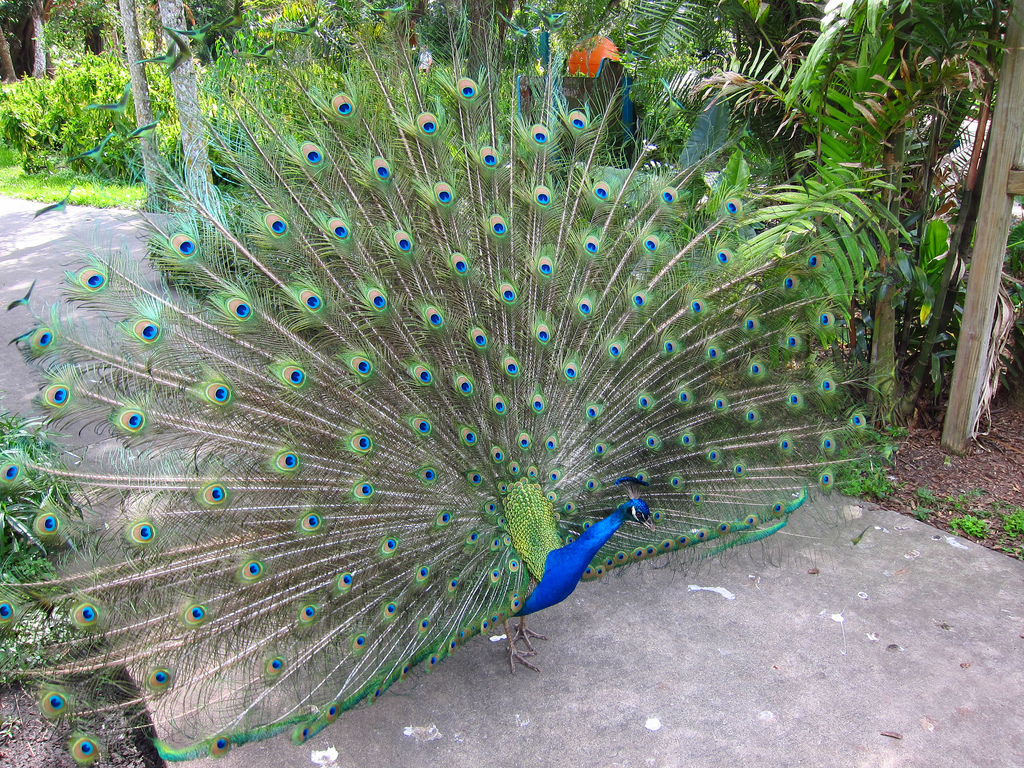 Peacocks by amitp, on Flickr
