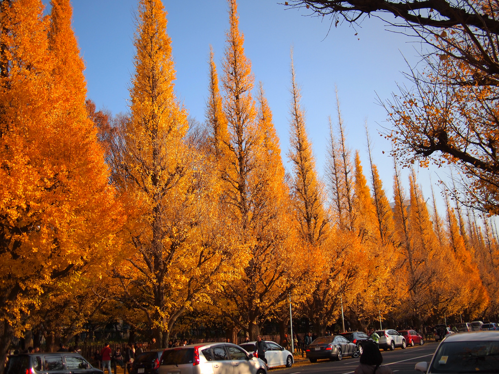 fall foliage at Icho Namiki Dori by nakashi, on Flickr