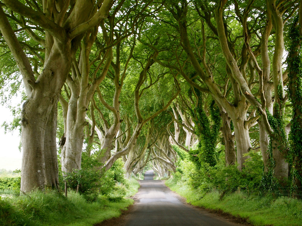 Dark Hedges by Lindy Buckley, on Flickr