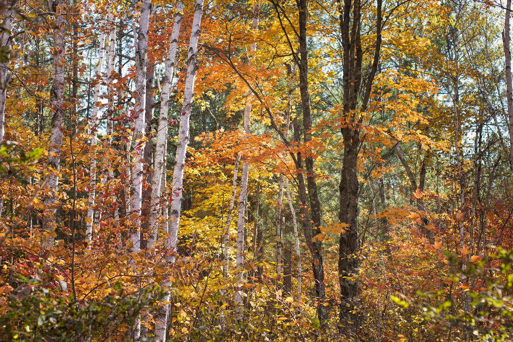 Fall foliage by jmeissen, on Flickr