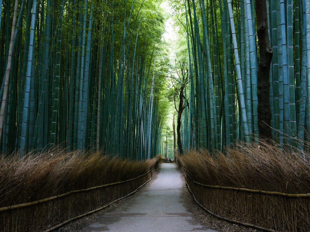 Path of the bamboo - Arashiyama by lublud, on Flickr