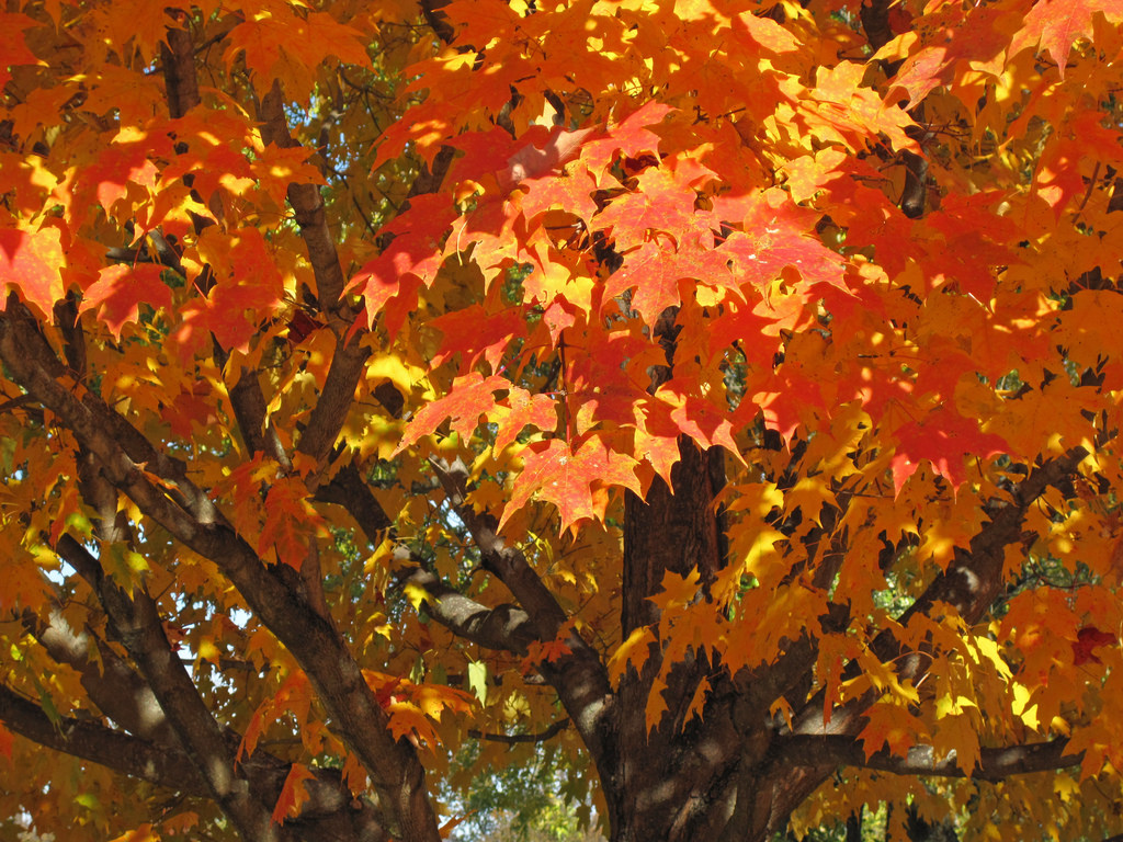 Acer saccharum (sugar maple tree in fall by James St. John, on Flickr