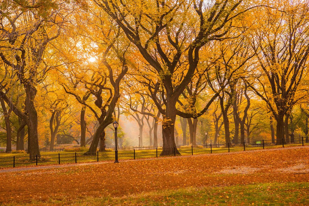 Fall 2015 in Central Park by Anthony Quintano, on Flickr