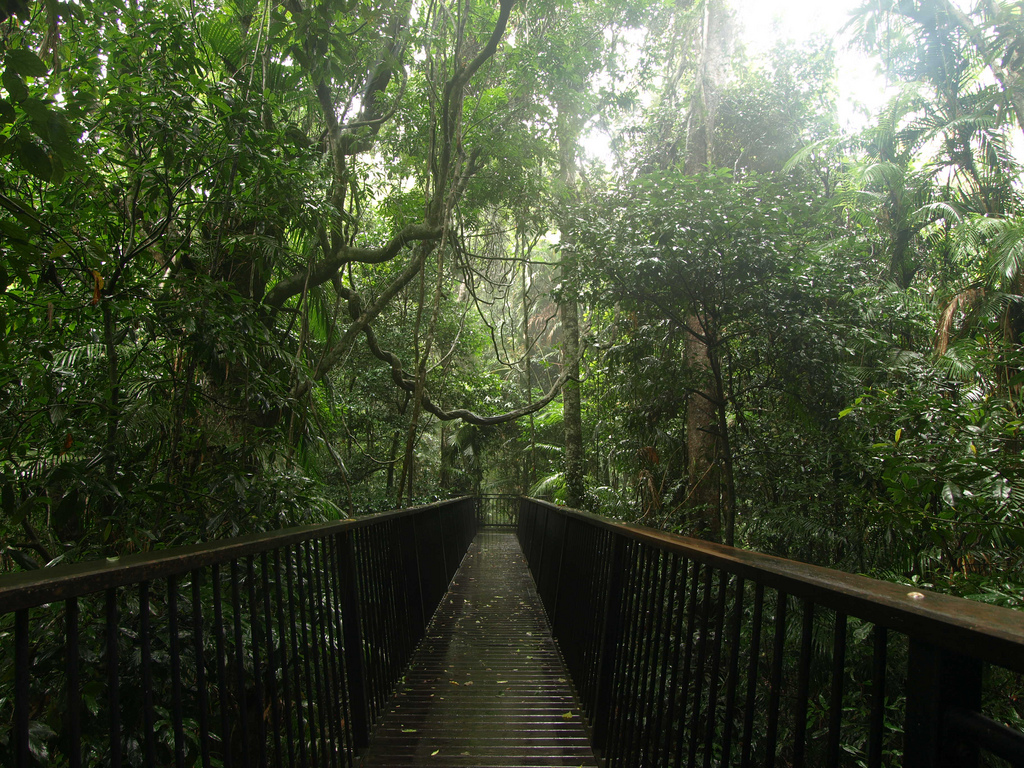 Rainforest canopy boardwalk by certified su, on Flickr
