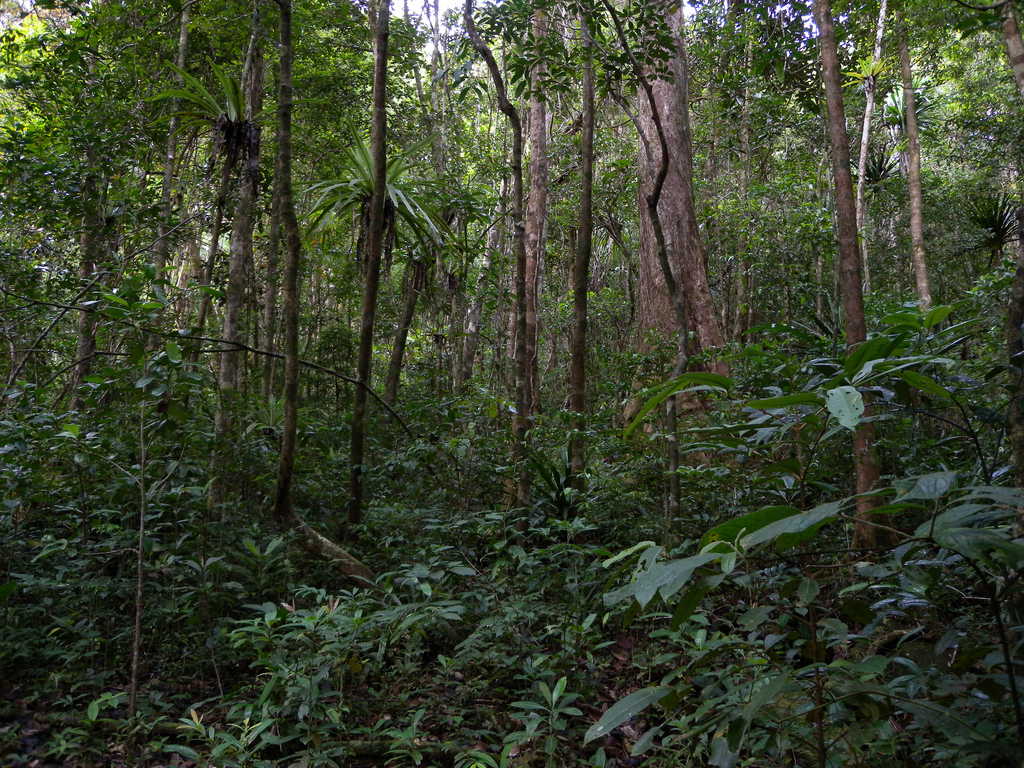 Lowland Rainforest, Masoala National Par by Frank.Vassen, on Flickr
