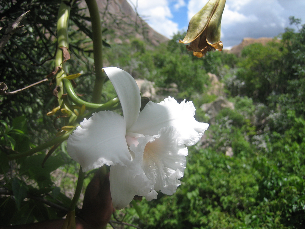 Vanilla’s flower (Anja Reserve) by urzaphotos, on Flickr