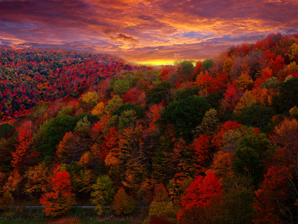 Fall Foliage Photography by ForestWander.com, on Flickr
