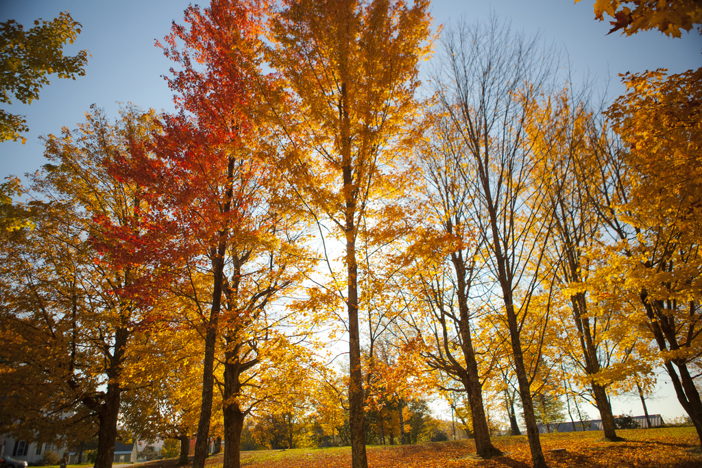 Fall Foliage trip to New Hampshire 2011 by Anthony Quintano, on Flickr