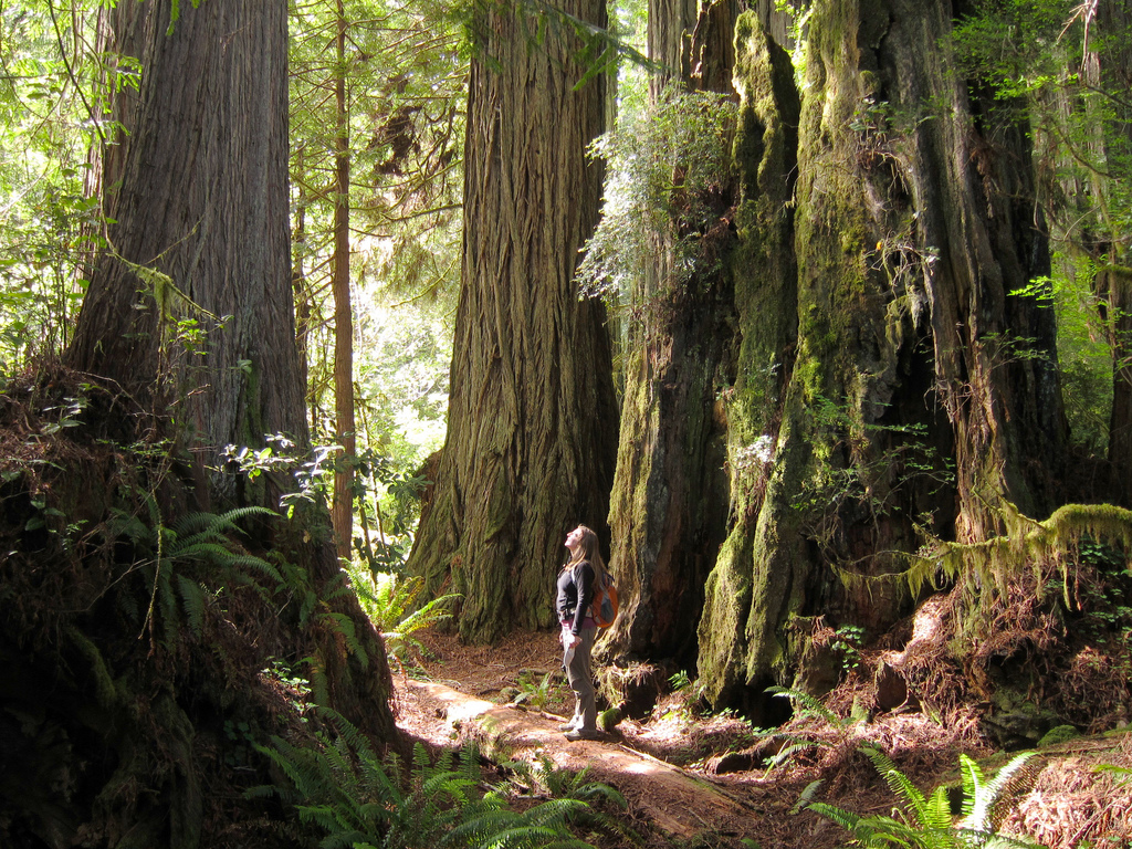 Hiker and redwoods at Prairie Creek Redw by MiguelVieira, on Flickr